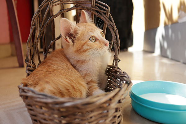 Kitten rests in a basket with a bowl of milk beside