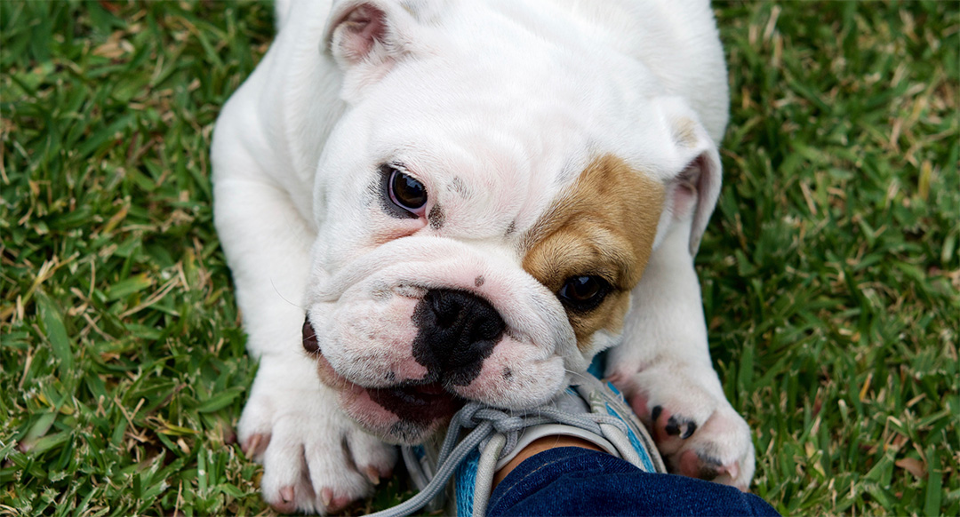 Puppy chewing on shoelace