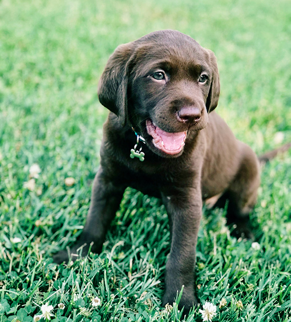 Puppy sitting on the grass