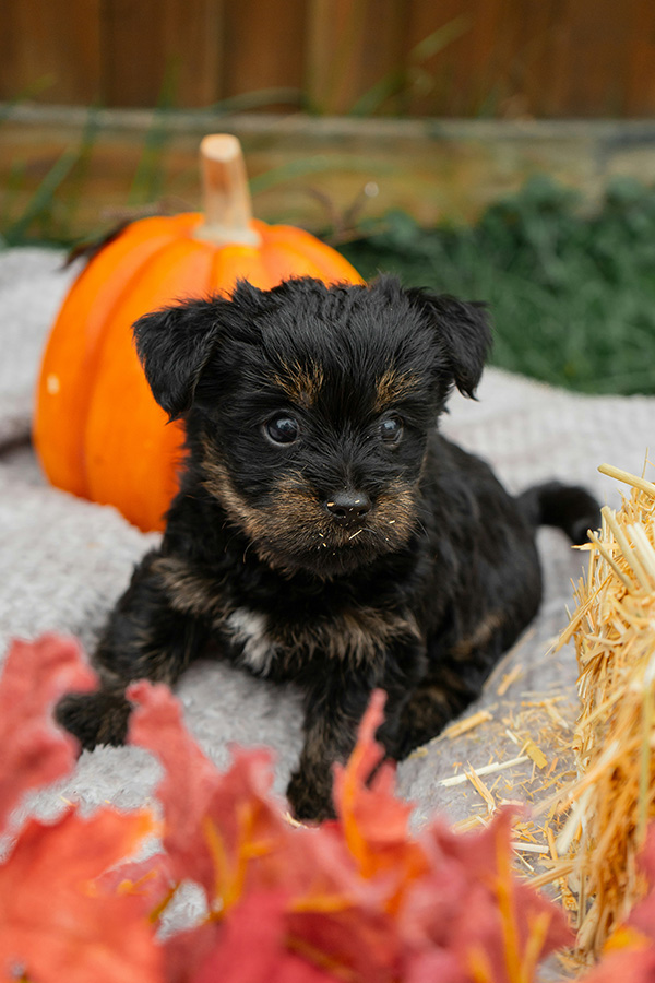 Puppy's fall photoshoot with pumpkins and leaves