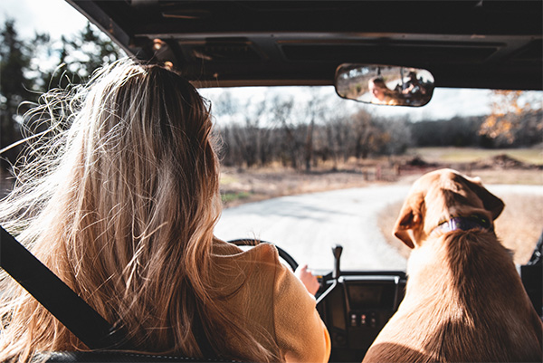 Scenic drive with a dog during the fall