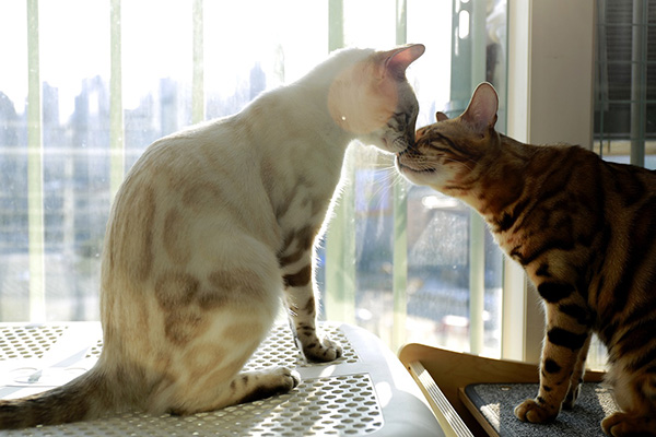 Two cats gently nuzzling each other