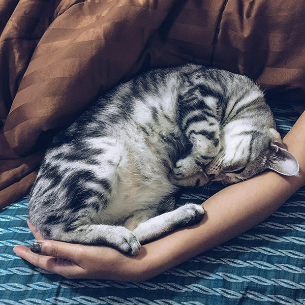 Cat curled up and sleeping