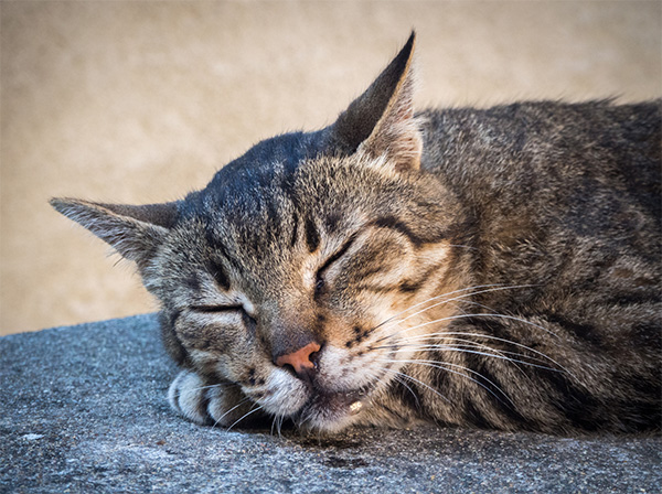 Cat drooling in its sleep