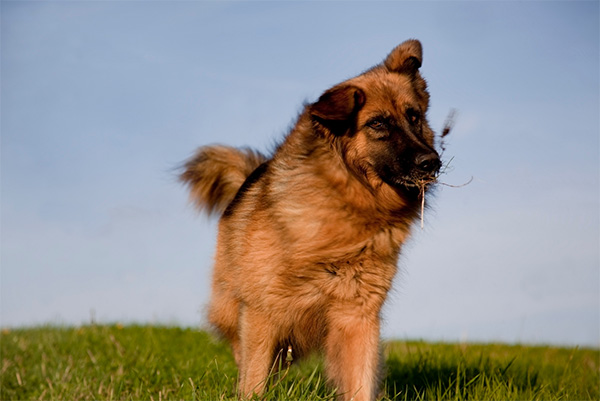 Dog on the grass, shaking