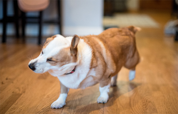 Dog shaking on the hardwood floor