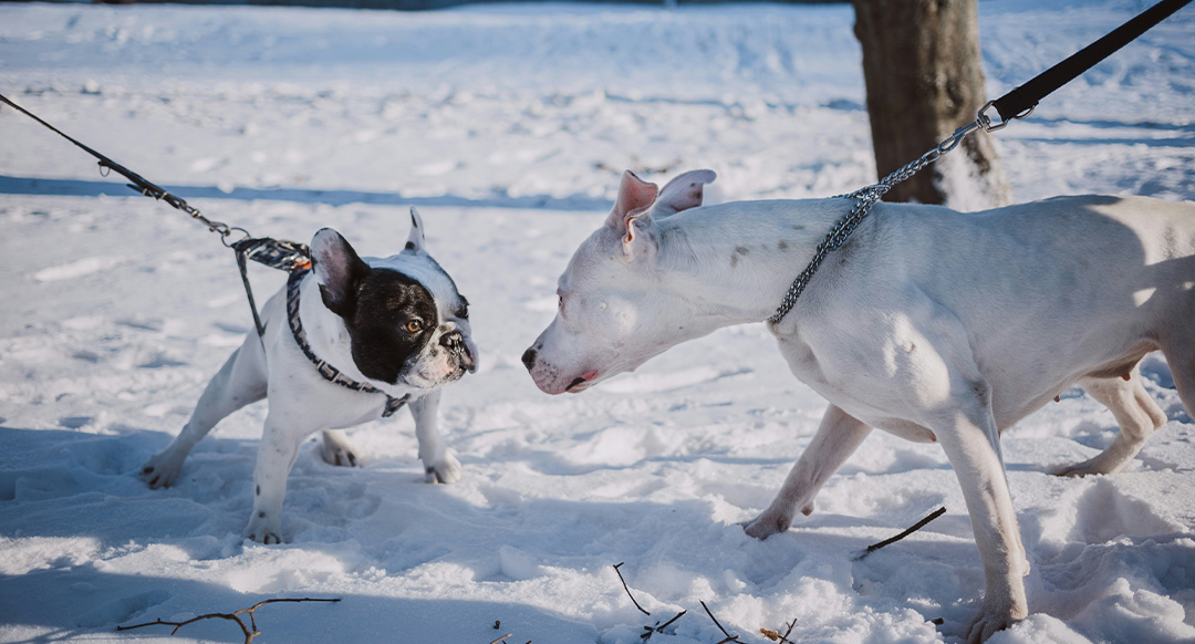 How To Socialize A Dog