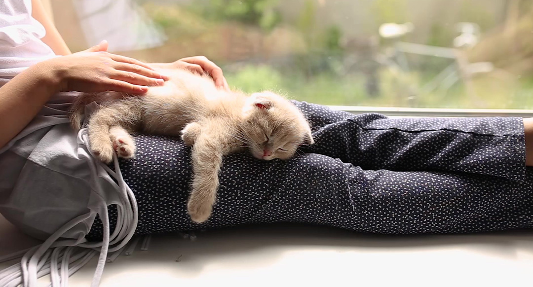 Kitten sleeping on a girl's lap