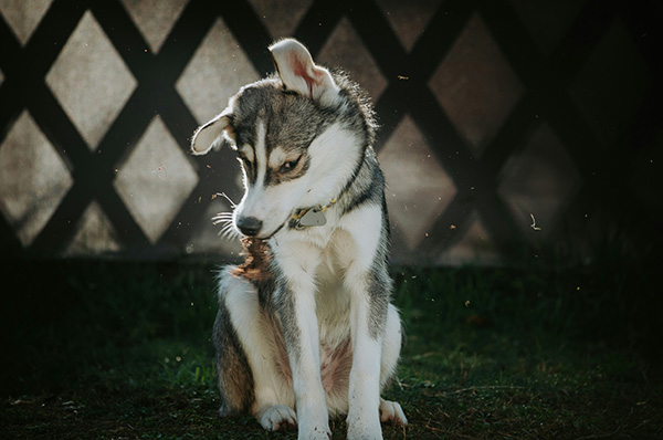 Puppy shaking off dust