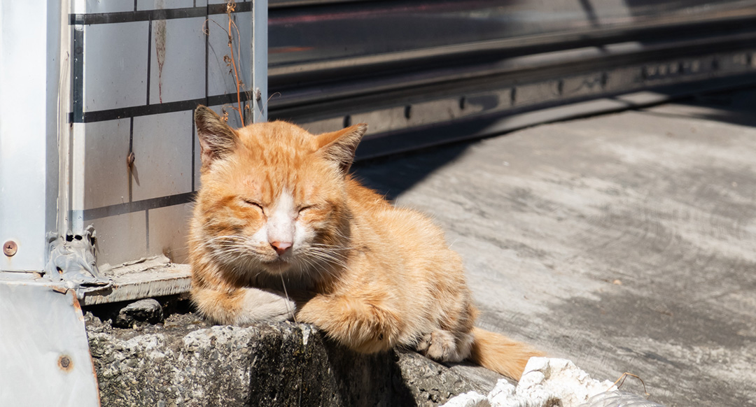 Reasons Why Your Cat May Drool