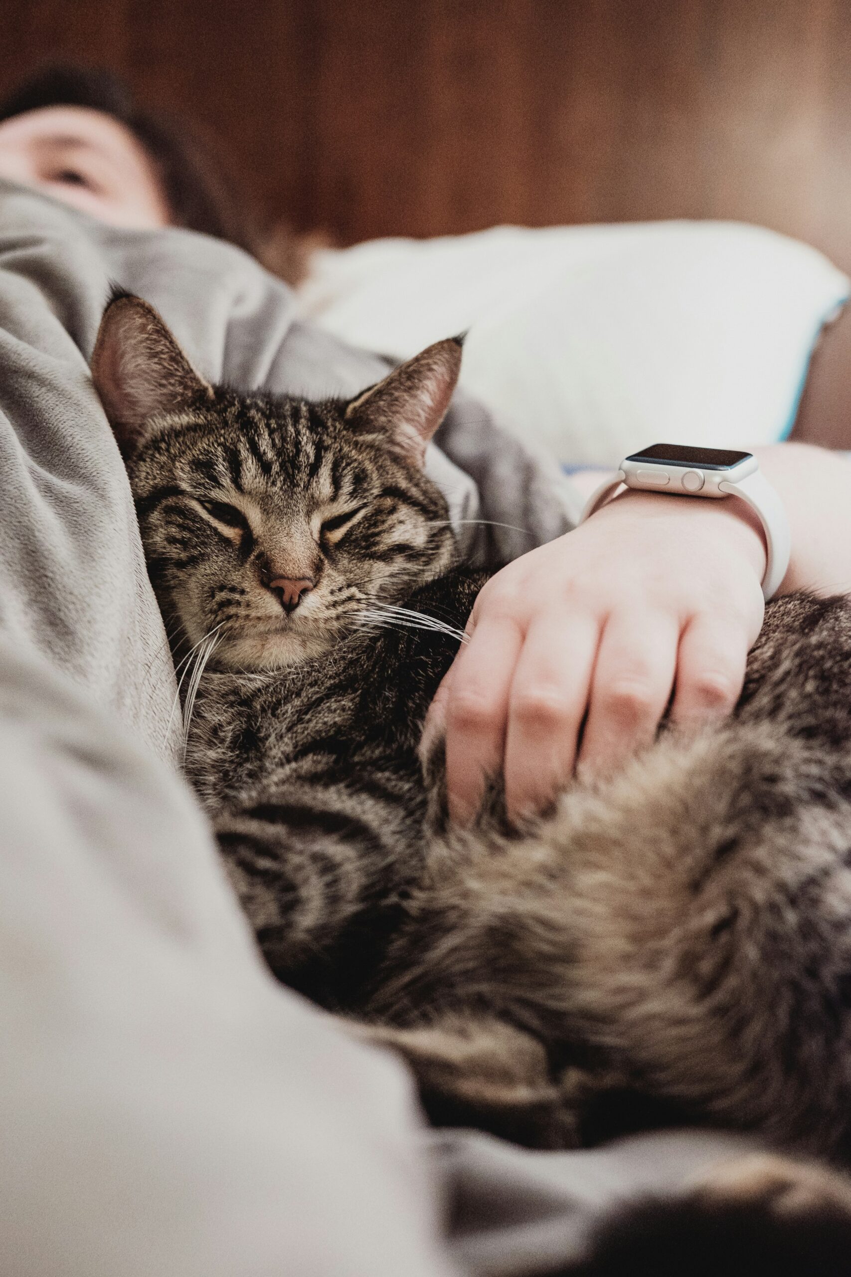 Cat enjoying a cuddle with its human