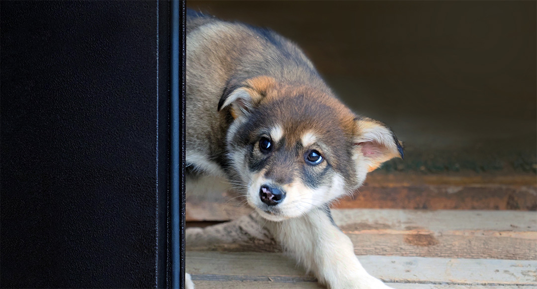 Anxious puppy peeking around the door