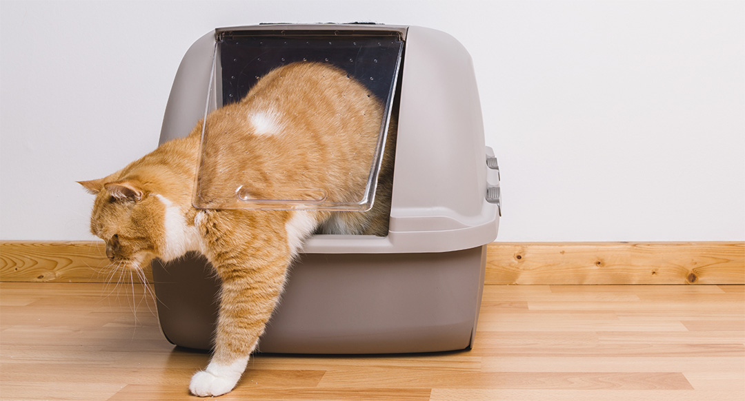 A ginger and white cat stepping out of a covered litter box, its front paw reaching onto the wooden floor. The sleek, enclosed design of the litter box highlights best cat litter box options, offering privacy and odor control.