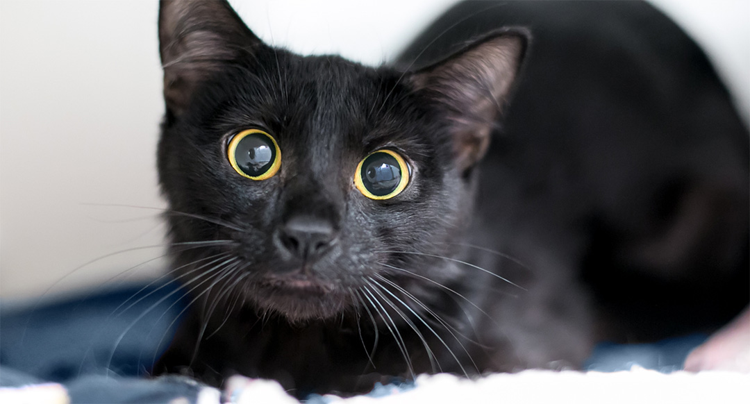 A black cat with dilated pupils stares intensely at the camera, its wide golden eyes reflecting curiosity or excitement. Its sleek fur contrasts with the soft bedding beneath it. The close-up shot captures the cat’s alert expression and delicate whiskers, emphasizing its sharp focus and heightened awareness.