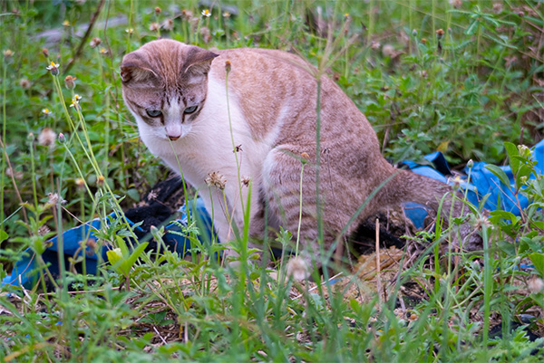 Cat discreetly pooping in the grass