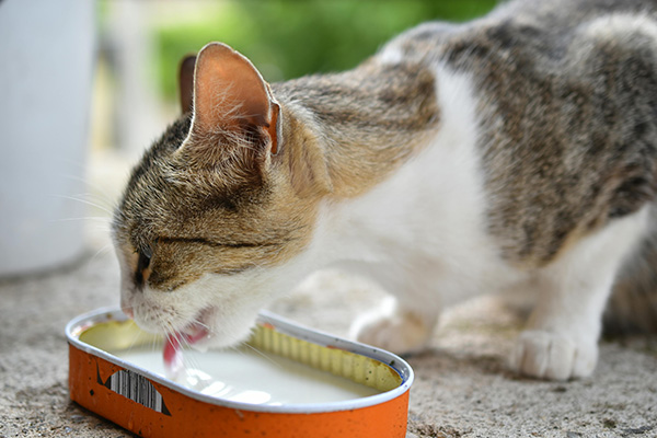 Cat drinking milk from a tin can