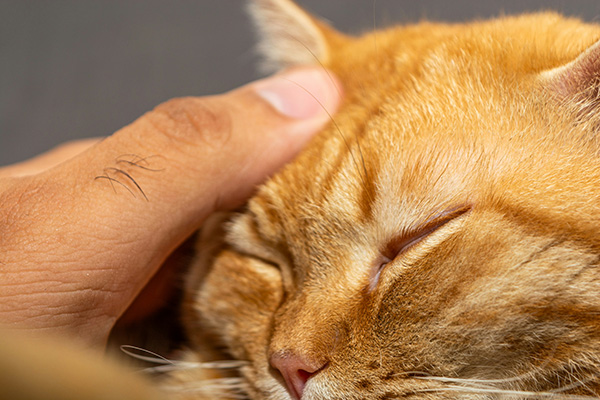 Cat enjoying a gentle forehead scratch