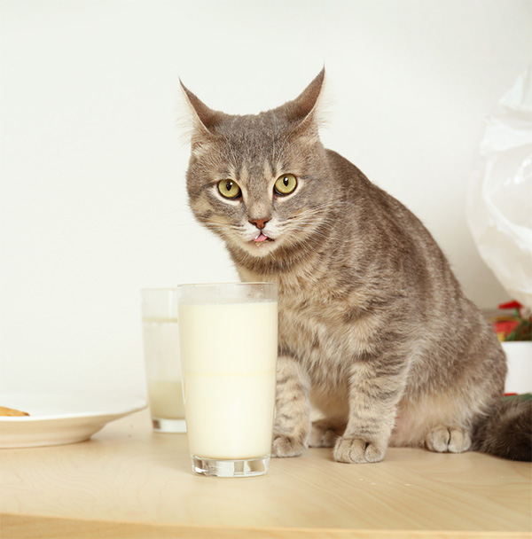 Cat having a taste of milk in a glass