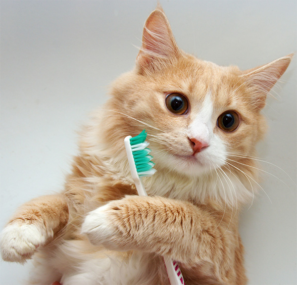 Cat holding a toothbrush