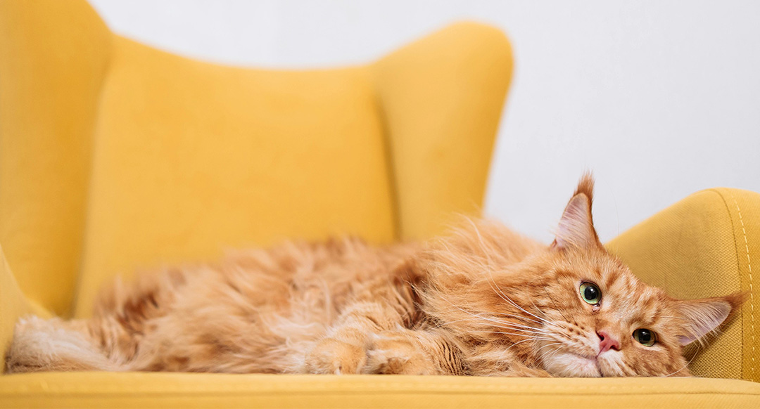 Cat lounging on a bright yellow chair