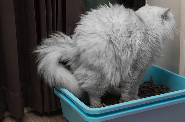 Cat pooping on the litter box