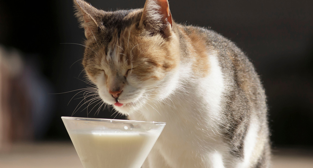 Cat sipping milk