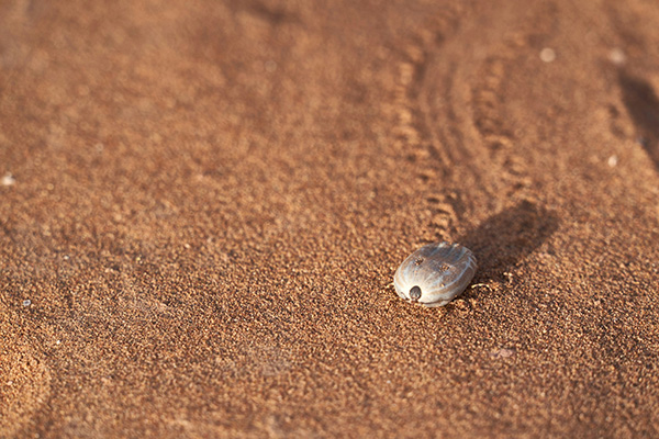 Close-up of a tick crawling on sandy terrain