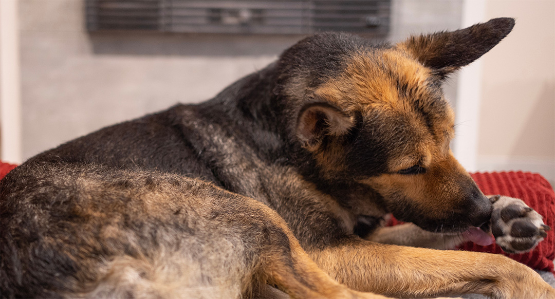 Dog Licking Its Paws