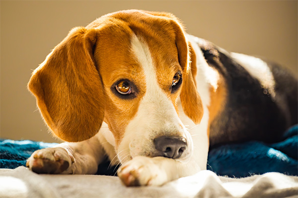 Dog biting its skin