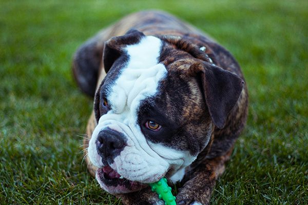 Dog chewing a toy in the yard