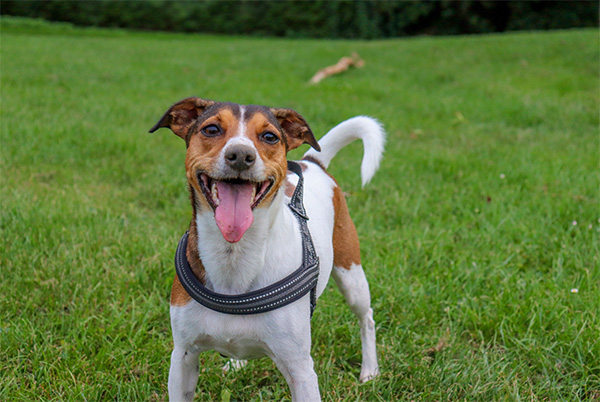 Dog excitedly yipping