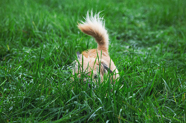 Dog hiding in tall, dewy grass