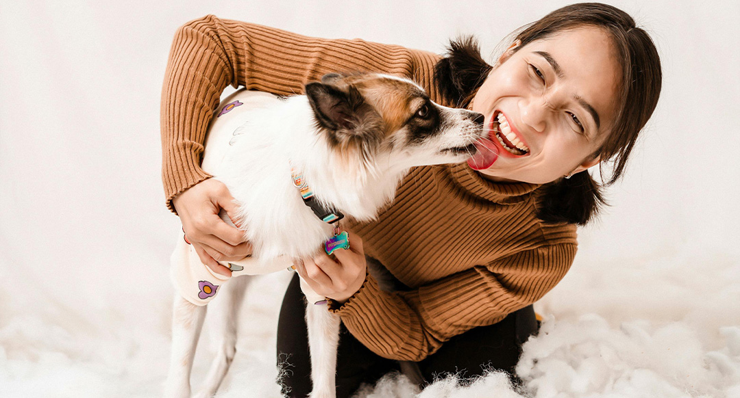 A joyful woman laughs as her small, white and brown dog eagerly licks its owner's face as a sign of love. She holds the dog affectionately, showcasing their close bond. The fluffy white background enhances the warm and playful moment between them.