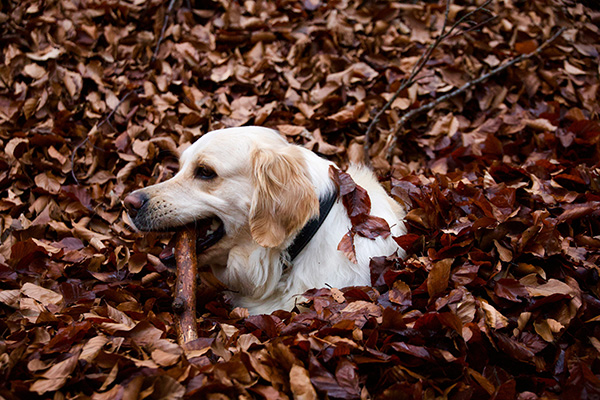 Dog on a treasure hunt, finding a stick in the leaves