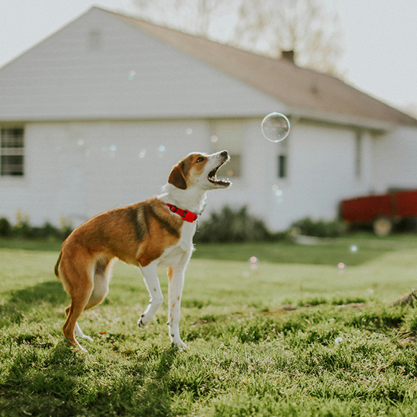 Dog playing with bubbles