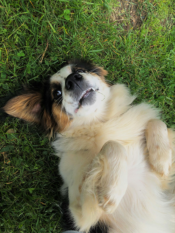 Dog with exposed belly