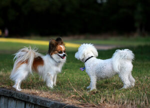 Image showcasing 23 Ways To Provide Mental Stimulation For Dogs - The Pet Staff