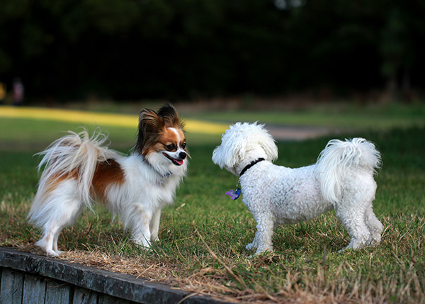 Dogs socializing in the park