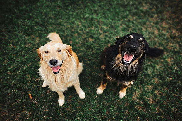 Dogs wagging their tails