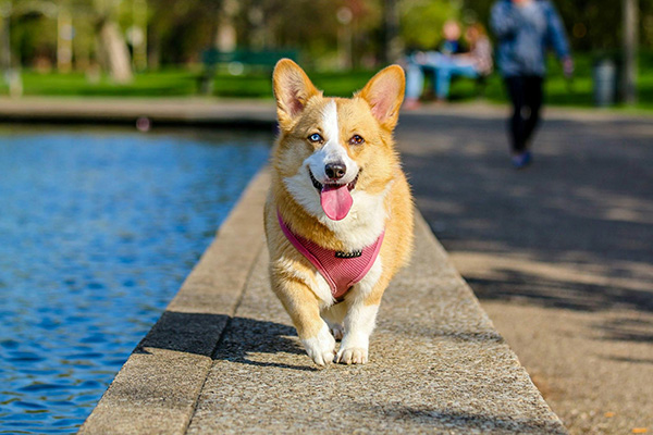 Healthy dog walking happily by the water