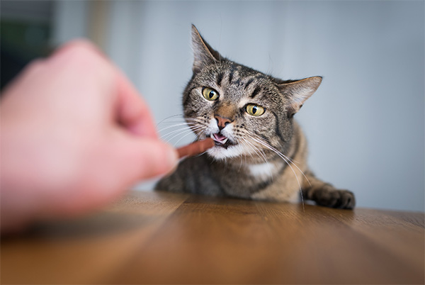 Human giving a dental stick to a cat