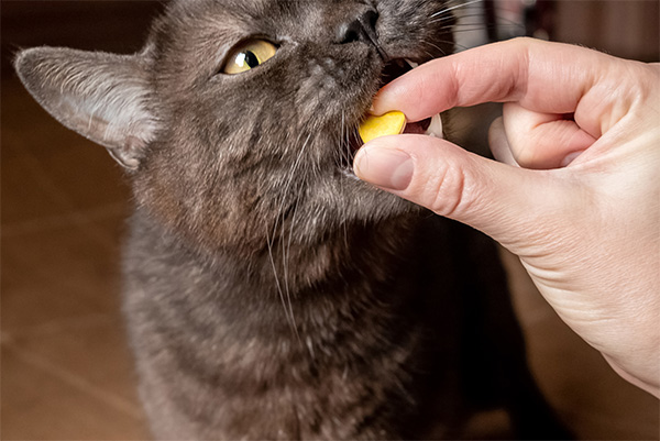 Human giving cat chewable dental supplements