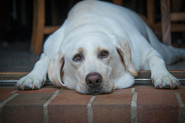 Overweight dog on the floor