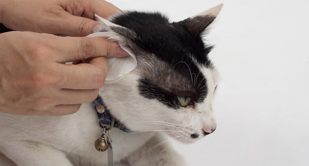 A pet owner cleaning cat ears, gently holding back the ear of a black and white cat while using a cotton pad. The cat, wearing a collar with a bell, appears calm and cooperative.