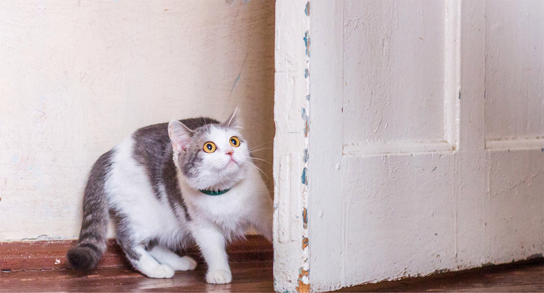 A scared cat peeking from behind a door, its wide golden eyes filled with curiosity and caution. The fluffy gray and white feline crouches low, ears slightly tilted back, ready to react. The worn-out door and rustic setting add to the sense of mystery, capturing a moment of feline hesitation.