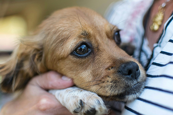 Scared dog finding comfort in its owner's embrace