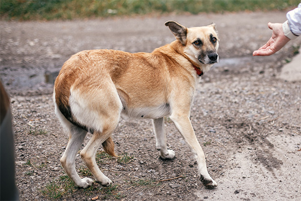 Scared dog hesitating to approach