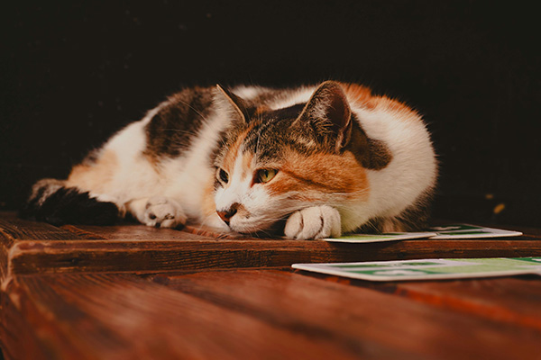 Sick cat resting quietly on the floor