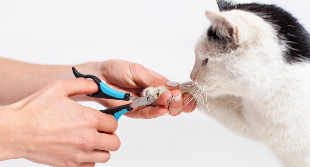 Trimming Cat Nails