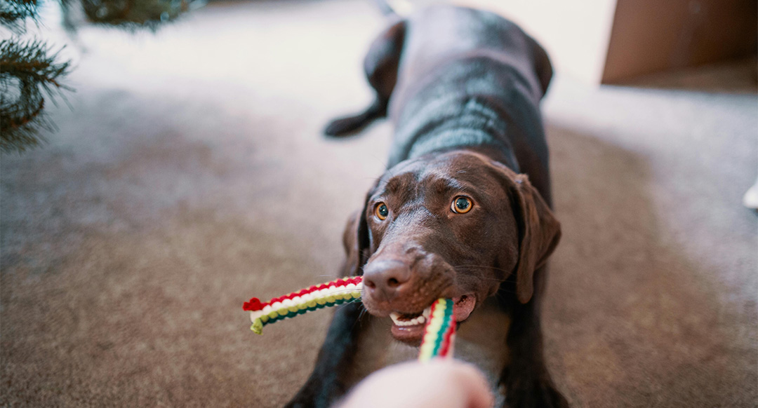 A playful chocolate Labrador engages in a game of tug-of-war with a colorful rope toy, eyes focused and body tense. Interactive games like this provide mental stimulation for dogs, keeping them engaged and active. Tug-of-war strengthens their problem-solving skills and satisfies their natural instincts.